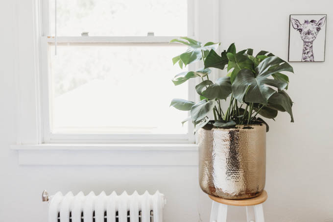 Today I’m starting my apartment makeover reveal with my bedroom! From basic beige to bright and full of plants, this room inspires me when I wake up and go to sleep.