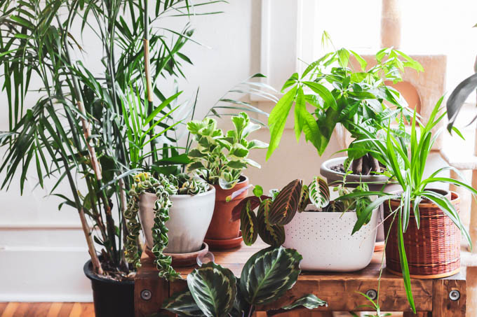 You can still fill your home with plants even if you have a dog or cat! Start with this list of the best pet friendly houseplants to keep your furry friends safe and to make your home beautiful.