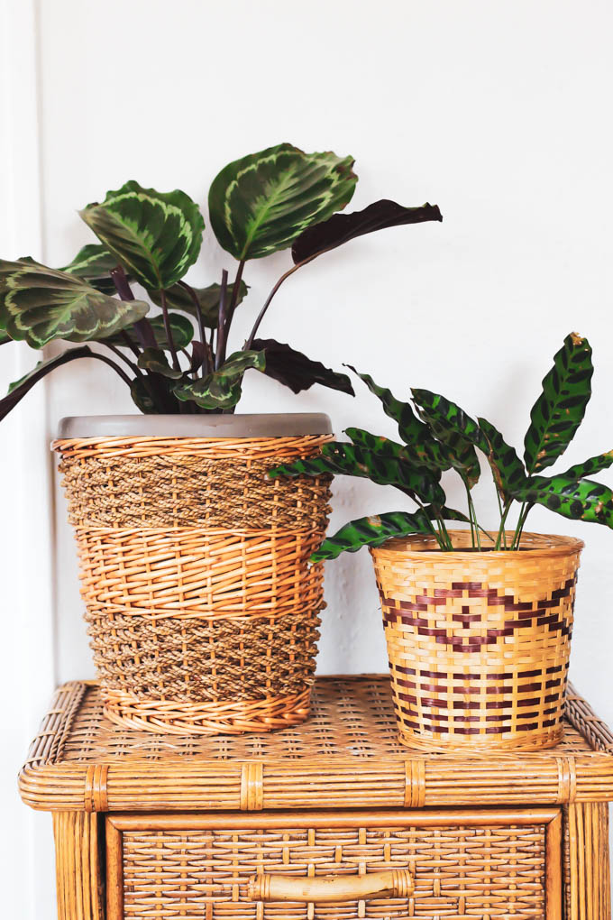 You can still fill your home with plants even if you have a dog or cat! Start with this list of the best pet friendly houseplants to keep your furry friends safe and to make your home beautiful.