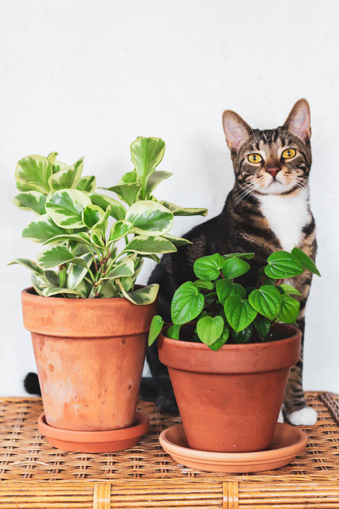 The Best Pet Friendly Houseplants – Emilie Eats