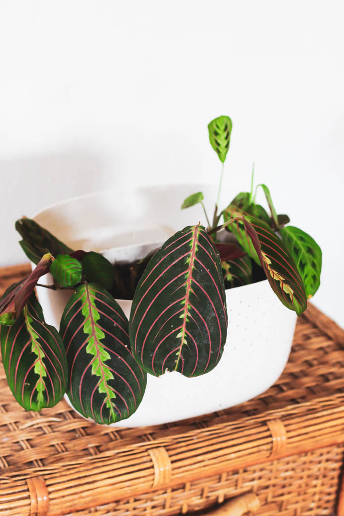 You can still fill your home with plants even if you have a dog or cat! Start with this list of the best pet friendly houseplants to keep your furry friends safe and to make your home beautiful.