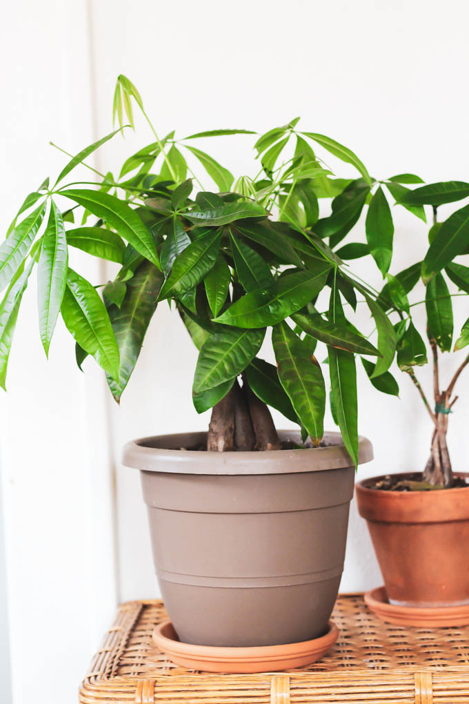 You can still fill your home with plants even if you have a dog or cat! Start with this list of the best pet friendly houseplants to keep your furry friends safe and to make your home beautiful.