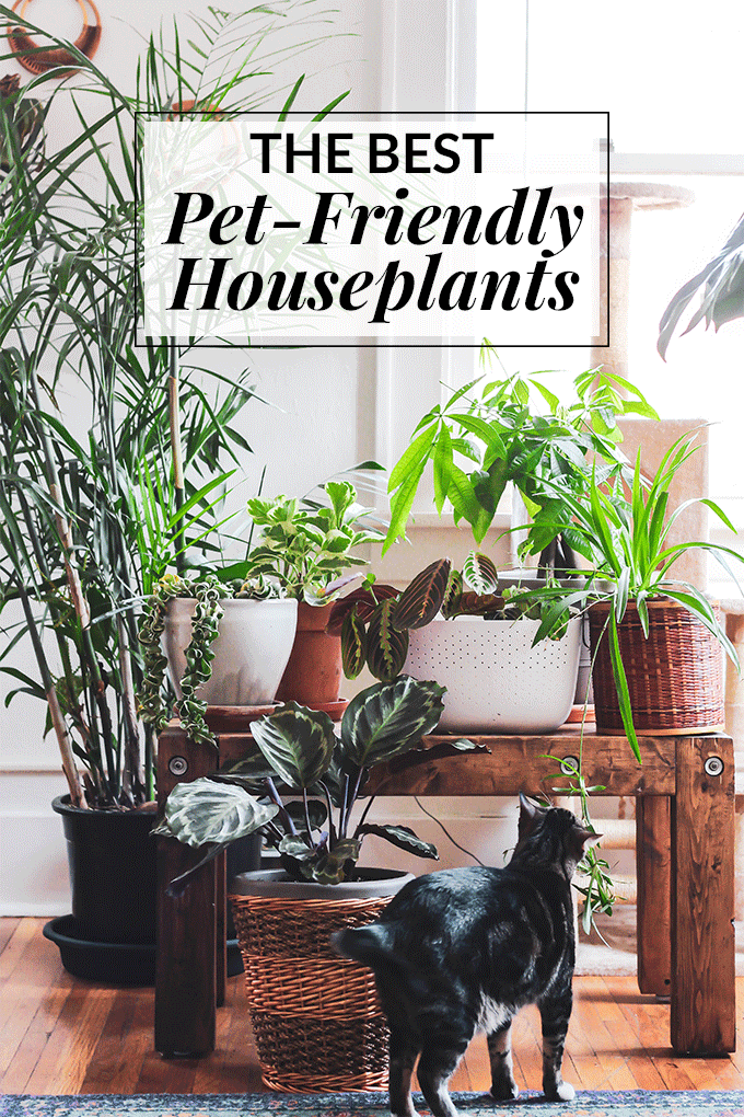 List Of Non Toxic Houseplants For Cats
