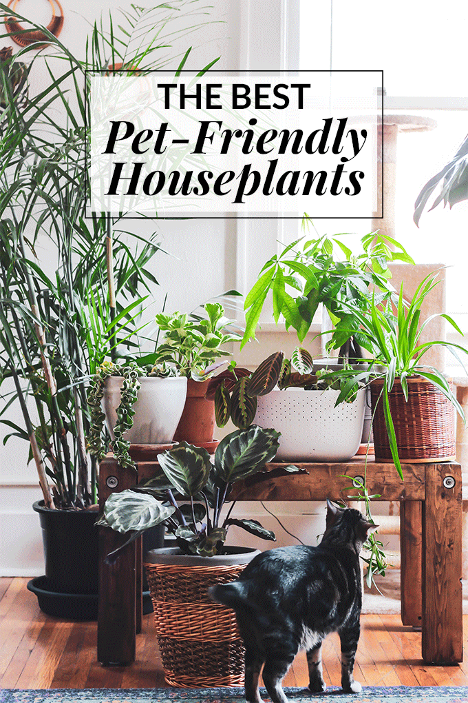 You can still fill your home with plants even if you have a dog or cat! Start with this list of the best pet friendly houseplants to keep your furry friends safe and to make your home beautiful.