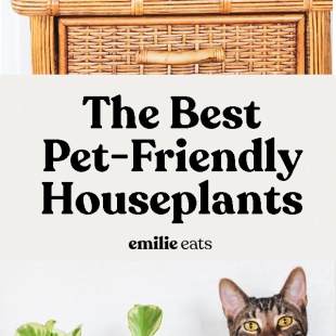 You can still fill your home with plants even if you have a dog or cat! Start with this list of the best pet friendly houseplants to keep your furry friends safe and to make your home beautiful.