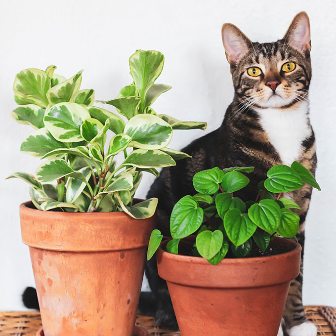 Pet-Friendly Houseplants Safe for Cats and Dogs - Article on Thursd