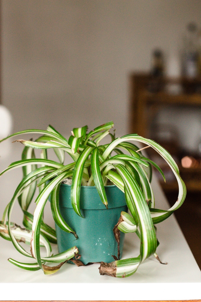 spider plant in blue pot