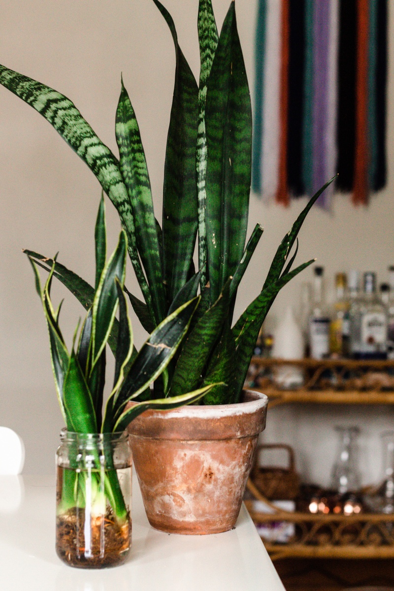 two snake plants in small pots on windowsill