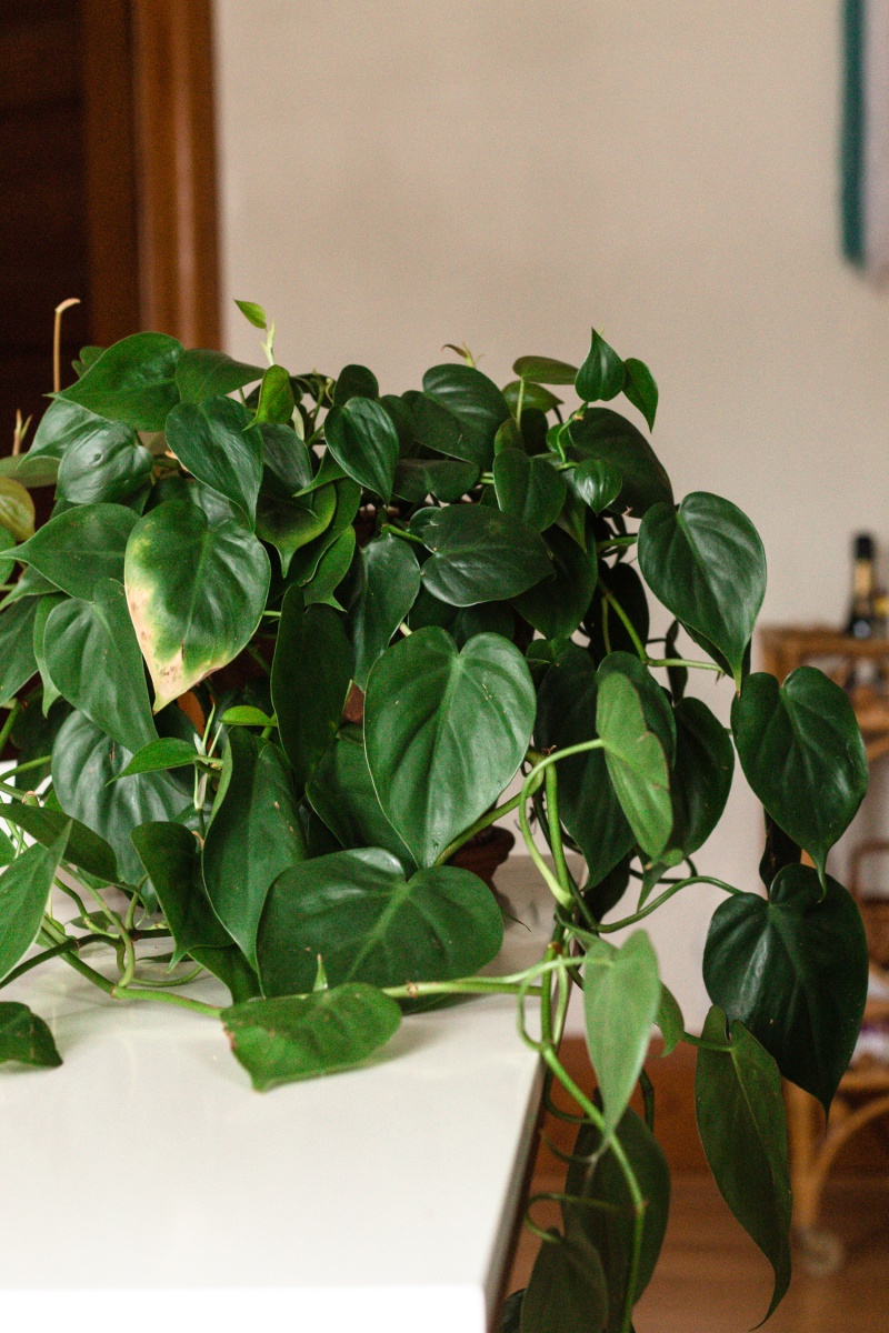 easy indoor plant in a windowsill